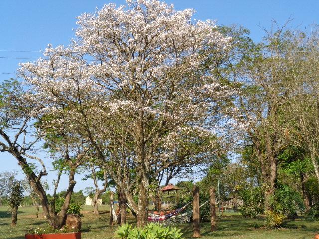 Pousada Fazenda Buracao モコカ エクステリア 写真